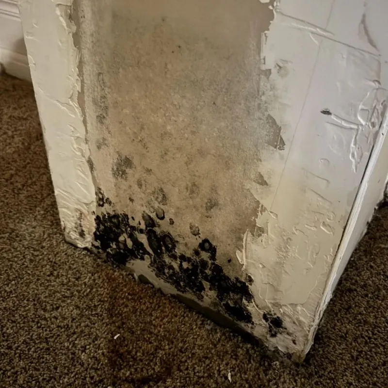 Professional Mold Removal in Carson, ND
